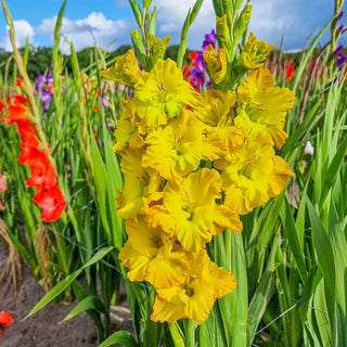 Blitz Dwarf Gladiolus