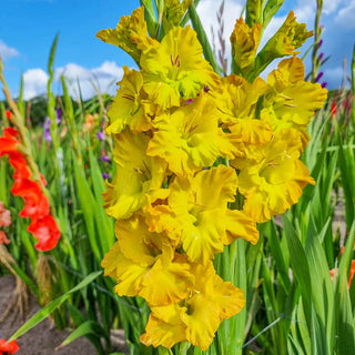 Blitz Dwarf Gladiolus