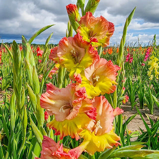 Conca Verde Gladiolus