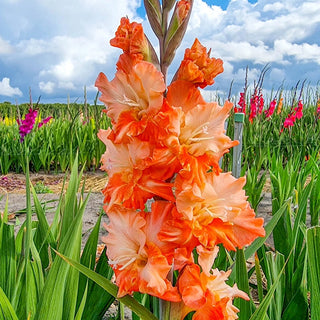 Coral Crush Gladiolus