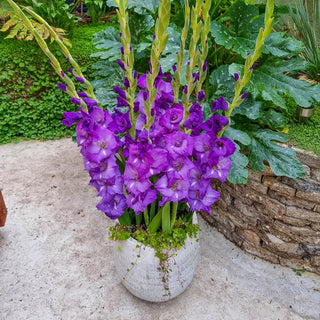 Cumsuis Dwarf Gladiolus