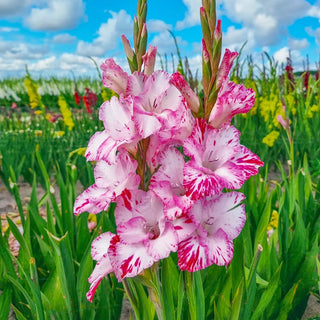 My Love Gladiolus