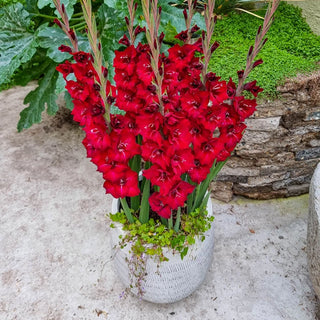 Dwarf Gladiolus