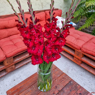 Tom Dwarf Gladiolus