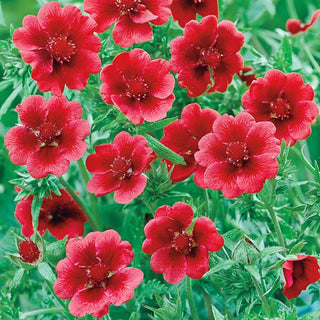 Monarchs Velvet Cinquefoil