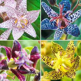 Brecks Toad Lily Collection