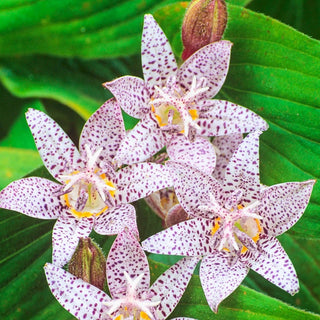 Brecks Toad Lily Collection