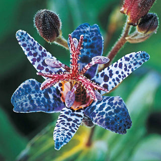 Brecks Toad Lily Collection