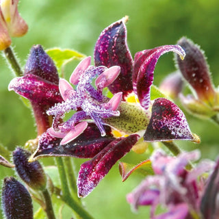 Brecks Toad Lily Collection