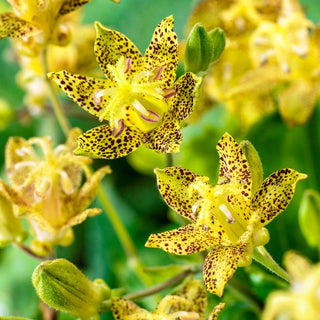 Brecks Toad Lily Collection