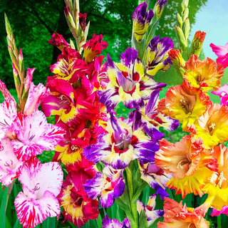 Color Splash Gladiolus Mixture