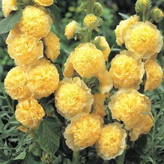 Chaters Double Yellow Hollyhock