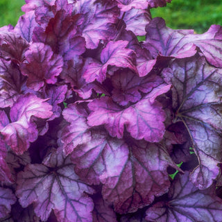 Milan Heuchera