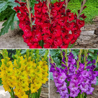 Half Height Gladiolus Collection