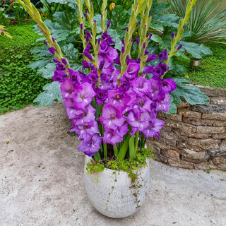 Half Height Gladiolus Collection