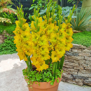 Half Height Gladiolus Collection