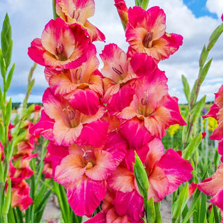 Apricot Bubblegum Gladiolus