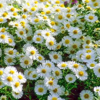 Snow Cushion Dwarf Aster