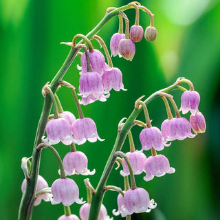 Pink Lily Of The Valley