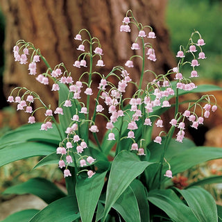 Pink Lily Of The Valley