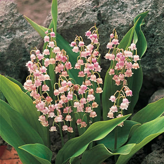 Pink Lily Of The Valley