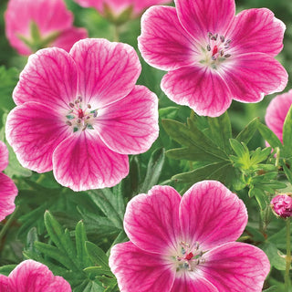 Elke Everblooming Hardy Geranium