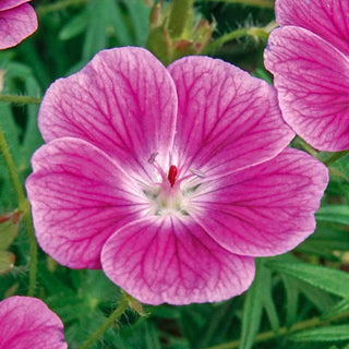 Elke Everblooming Hardy Geranium