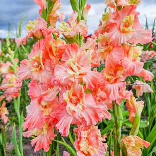 Mindset Gladiolus