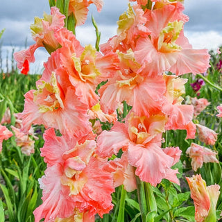 Mindset Gladiolus