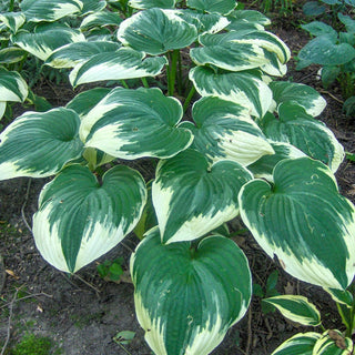 Robert Frost Hosta