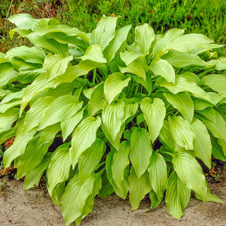 Honeybells Hosta