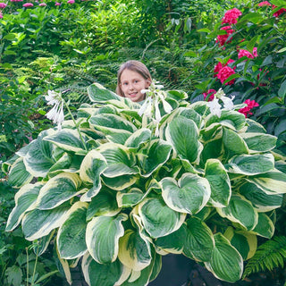 Diana Remembered Hosta