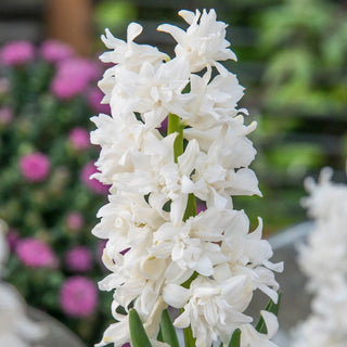 Snow Drift Ultradouble Hyacinth