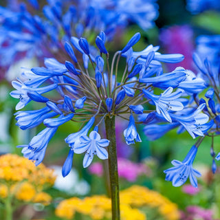 Dr Brouwer Trumpet Agapanthus