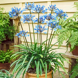 Dr Brouwer Trumpet Agapanthus