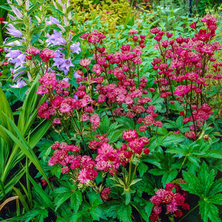 Astrantia Rubra