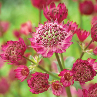 Astrantia Rubra