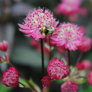 Astrantia Rubra