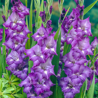 Blue Isle Gladiolus