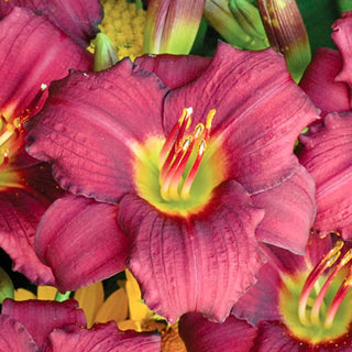 Reblooming Pardon Me Daylily