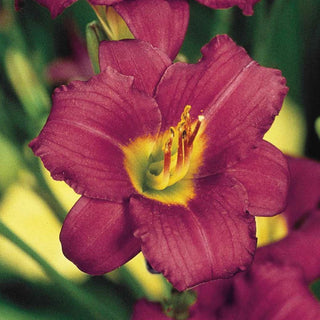 Reblooming Pardon Me Daylily