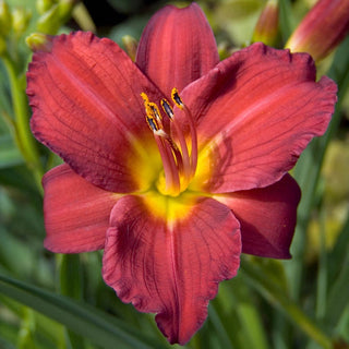 Reblooming Pardon Me Daylily