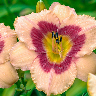 Wineberry Candy Reblooming Daylily