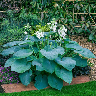 Blue Bressingham Hosta