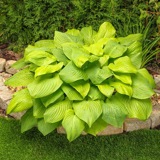 Mojito Hosta