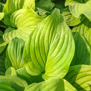 Mojito Hosta