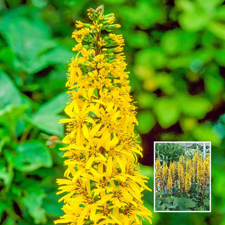 Leopard Plant