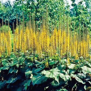 Leopard Plant