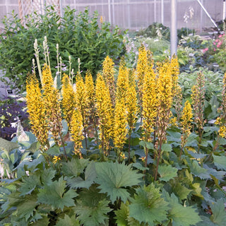 Leopard Plant