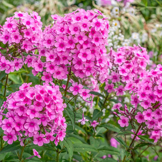 Eva Cullum Phlox